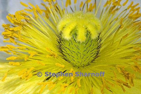 iceland poppy 1 graphic